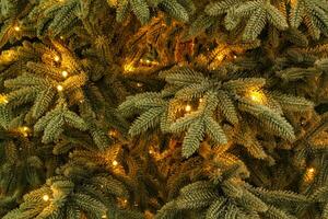 Close-up of fresh blue spruce branches with garland glowing lights. Composition landscaping in japanese garden. Nature botanical evergreen pine coniferous plants. Christmas holiday tree decor photo