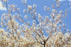 de cerca de Cereza florecer en lleno floración. Cereza flores en primavera. Cereza árbol rama en jardín. japonés sakura primavera concepto. primavera floración de Fruta arboles delicado blanco flores foto