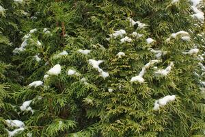 verde ramas de thuja árbol con nieve. hojas perennes chino ciprés tui conífero. thuya enebro ramita. decorativo planta jardinería. naturaleza cedro composición hojas textura modelo antecedentes. de cerca foto