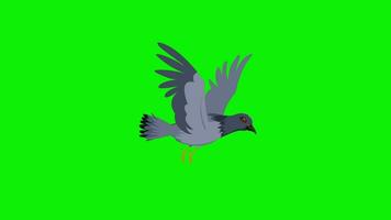 2d cartoon pigeon bird flying frame by frame view animation 4k screen green 4k video