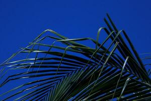 Coconut palm leaves photo