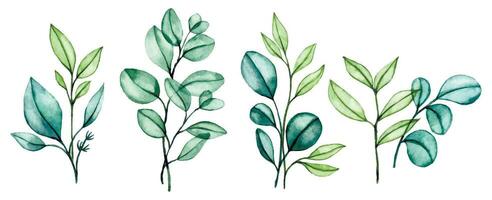 watercolor drawing, set of transparent eucalyptus leaves, bouquets of tropical green leaves on a white background vector