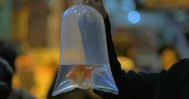 mujer participación el plastico bolso con pez de colores en el calle video