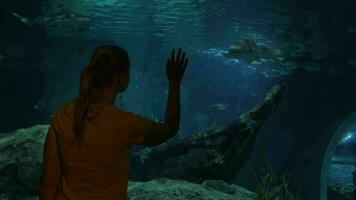 mujer mirando a tiburón a el grande acuario siam Oceano mundo, bangkok, Tailandia video