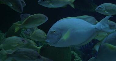 In Bangkok, Thailand at the oceanarium of Siam Ocean World seen many floating colorful tropical fish video