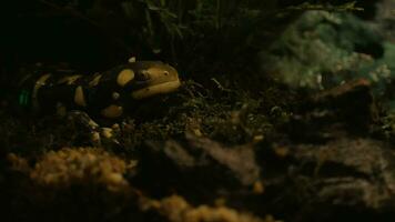 Tiger salamander exposed in oceanarium video