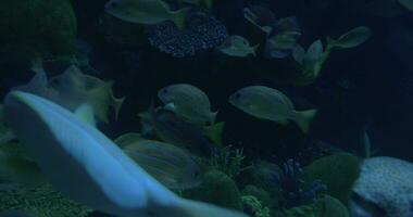 im Bangkok, Thailand beim das Ozeanarium von Siam Ozean Welt gesehen viele schwebend tropisch Fisch video