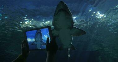 tournage requin avec numérique tablette dans océanarium video