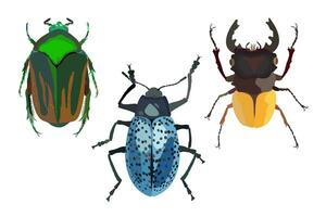 Colorful bugs. Entomologic set of three beetles. Vector isolated illustration