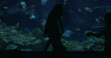 In Bangkok, Thailand at the oceanarium of Siam Ocean World man photographs a young woman with a child video