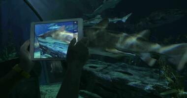 levando As fotos do Tubarão de tábua às grande aquário sião oceano mundo, Bangkok, Tailândia video