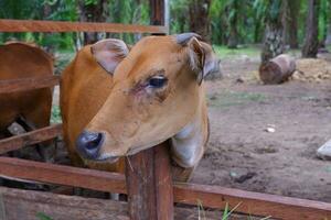 how many female Bali cattle from Indonesia are in the pen photo