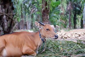 cómo muchos hembra bali vacas desde Indonesia son en el bolígrafo foto