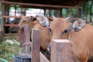 how many female Bali cattle from Indonesia are in the pen photo