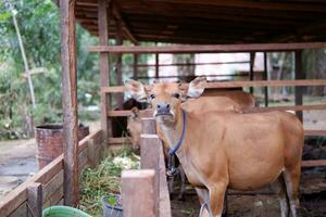 how many female Bali cattle from Indonesia are in the pen photo