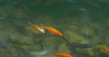 carpa y pez de colores en el estanque video