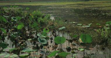 ver de pantano con lirio y césped y verde colinas en el antecedentes Hanoi, Vietnam video
