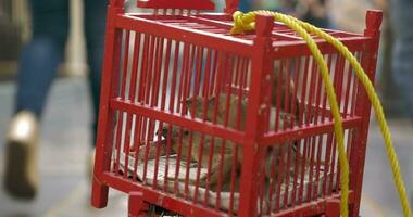 vogelstand in kooi voor uitverkoop Bangkok, Thailand video