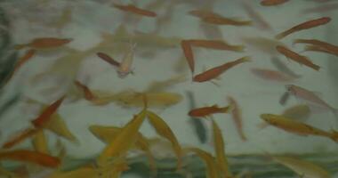 Yellow orange black aquarium fishes in motion video