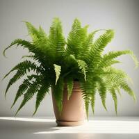 Boston fern plant in a pot on a white surface. Generative AI photo