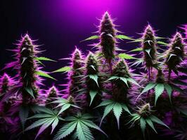 un grupo de marijuana plantas en frente de un púrpura antecedentes. ai generado foto