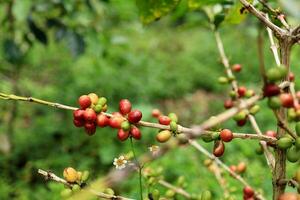 Coffee Berries on West Java Indonesia Coffee Plantation photo