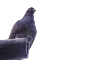 un Paloma pájaro en pie solo en blanco antecedentes. un Paloma en pie solo en negro de madera para libertad día concepto. foto
