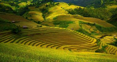Terraced rice fields in Mu Cang Chai, Yen Bai, Vietnam photo