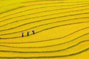 Terraced rice fields in Mu Cang Chai, Yen Bai, Vietnam photo