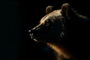 Close up of Brown bear in the dark black background with low light and high contrast. Created with generative AI technology photo