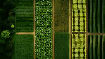 Generative AI, Farm landscape, agricultural fields, beautiful countryside, country road. Nature Illustration, photorealistic top view drone, horizontal banner. photo