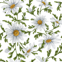 Seamless hand drawn pattern with white chamomiles. Flower background for textiles, fabrics, banner, wrapping paper and other designs. Digital illustration png