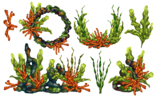 A marine set with bright tropical red corals, seaweed and rocks. Living in a wild world under water. Snorkeling and diving in the ocean, traveling in the jungle. Digital isolated illustration png