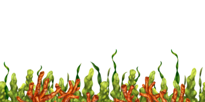 Seamless border of green seaweed and red coral. Underwater tropical flora, exotic plants in the wild world. Isolated digital illustration. Habitat of fish and marine life. png