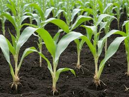 A Row Of Green Corn Plants Growing In A Field. AI Generated photo