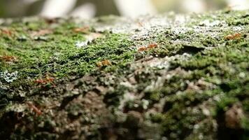 groupe de rouge fourmis en marchant sur une arbre tronc video