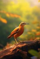 AI Generative Beautiful bird Malayan Banded Pitta Hydrornis irena Male standing on the rock in Nature photo
