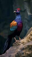 AI Generative Male of Malayan Banded Pitta Hydrornis irena standing on the rock in Nature photo