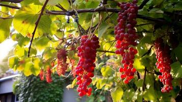 ai generativo partenociso quinquefolia uva vino vistoso follaje en temprano otoño foto