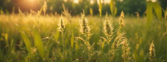 Wild grass in the forest at sunset. Macro image, shallow depth of field. Abstract summer nature background. Vintage filter. AI generated photo