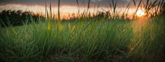 Green grass with sunset views.. AI generated photo