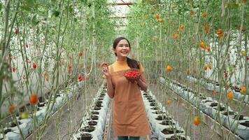 gelukkig vrouw boer werken Aan haar van eigen bodem biologisch boerderij en oogsten vers rood tomaten in manden voor Koken en verkoop in de markt. landbouw industrie en klein bedrijf concept video