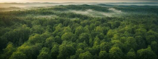 Forest and tree landscape texture abstract background, Aerial top view forest atmosphere area, Texture of forest view from above, Ecosystem and healthy ecology environment concepts.. AI generated photo