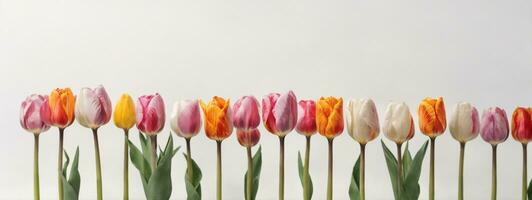 Spring tulip flowers in a row. AI generated photo