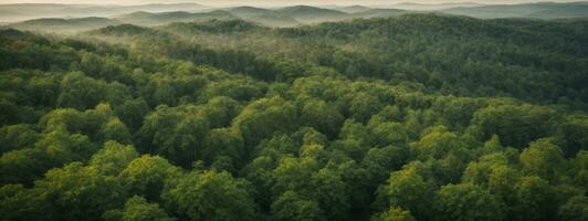 Forest and tree landscape texture abstract background, Aerial top view forest atmosphere area, Texture of forest view from above, Ecosystem and healthy ecology environment concepts.. AI generated photo
