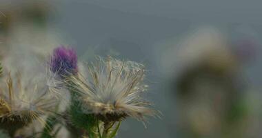 asciutto autunno fiore nel un' prato. macro tiro, messa a fuoco i cambiamenti a partire dal primo piano per sfondo e indietro ancora. lento movimento video