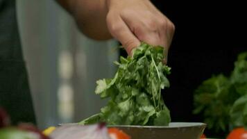 professionnel chef lavages et prépare coriandre feuilles. proche en haut lent mouvement. video