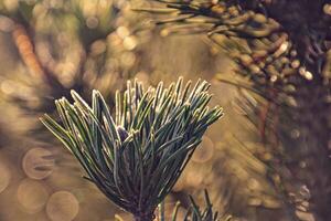 frosted green star twig of a Christmas tree in the winter sun photo