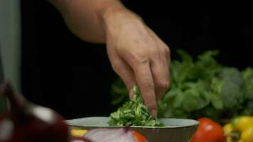 profesional cocinero lavados y prepara cilantro hojas. cerca arriba lento movimiento. video