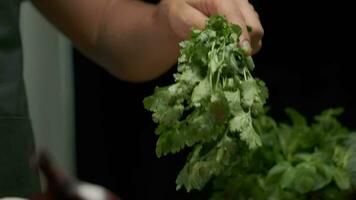 Professional chef washes and prepares cilantro leaves. Close up slow motion. video